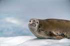 Antarctica, Yalour Islands. Crabeater seal on iceberg. Art Print